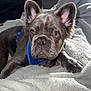 dog, french_bulldog, puppy, brindle, pet, animal, cute, cozy, blanket, indoor, fur, ears, face, harness, resting, looking, expression, young, small, companion