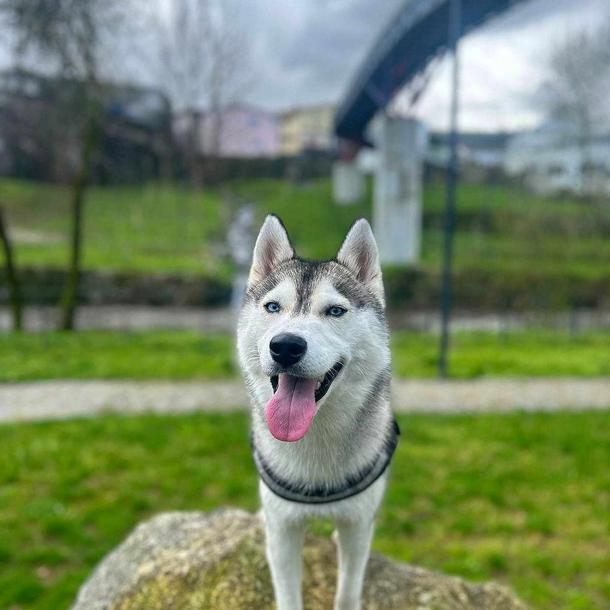 Tsuki a rejoint le concours — aidez-le/la à gagner de superbes lots ! animal, canine, dog, grass, husky, nature, outdoors, person, pet, plant, puppy, racket, snout, snow, sport, tennis, tennisracket, walkingdog, whitedog, yard