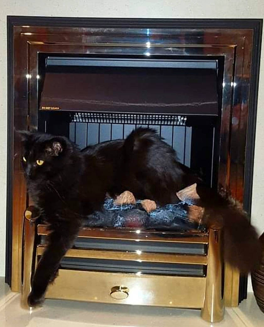 Bono joined the competition — help win amazing prizes! canidae, furniture, sporting_group