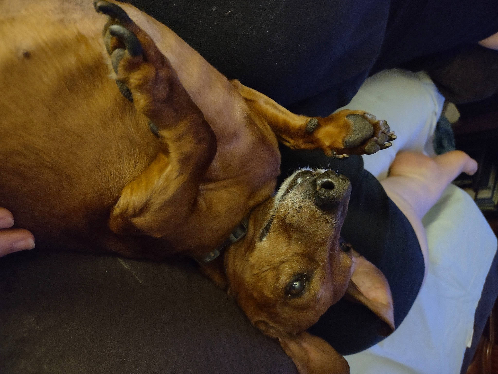 King Titus joined the competition — help win amazing prizes! ancient_dog_breeds, art, canidae, carnivore, comfort, companion_dog, dog, dog_breed, fawn, fur, guard_dog, nap, non_sporting_group, paw, snout, sporting_group, terrestrial_animal, whiskers, working_animal, wrinkle