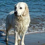 Nala a rejoint le concours — aidez-le/la à gagner de superbes lots ! dog, golden_retriever, wet, beach, sea, water, sand, waves, animal, pet, outdoor, canine, playful, nature, shore, marine, summer, fur, stick, daylight