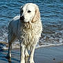 dog, golden_retriever, wet, beach, sea, water, sand, waves, animal, pet, outdoor, canine, playful, nature, shore, marine, summer, fur, stick, daylight