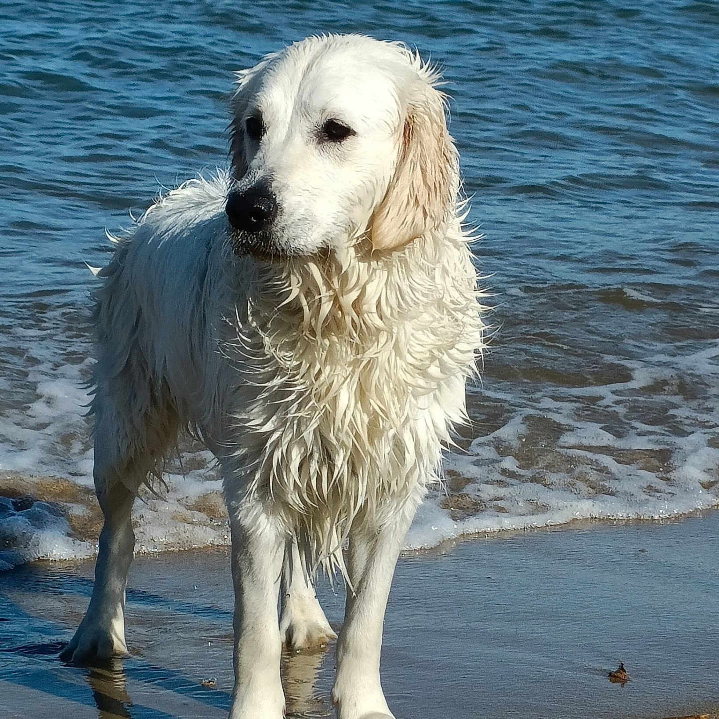 Nala a rejoint le concours — aidez-le/la à gagner de superbes lots ! animal, beach, canine, daylight, dog, fur, golden_retriever, marine, nature, outdoor, pet, playful, sand, sea, shore, stick, summer, water, waves, wet