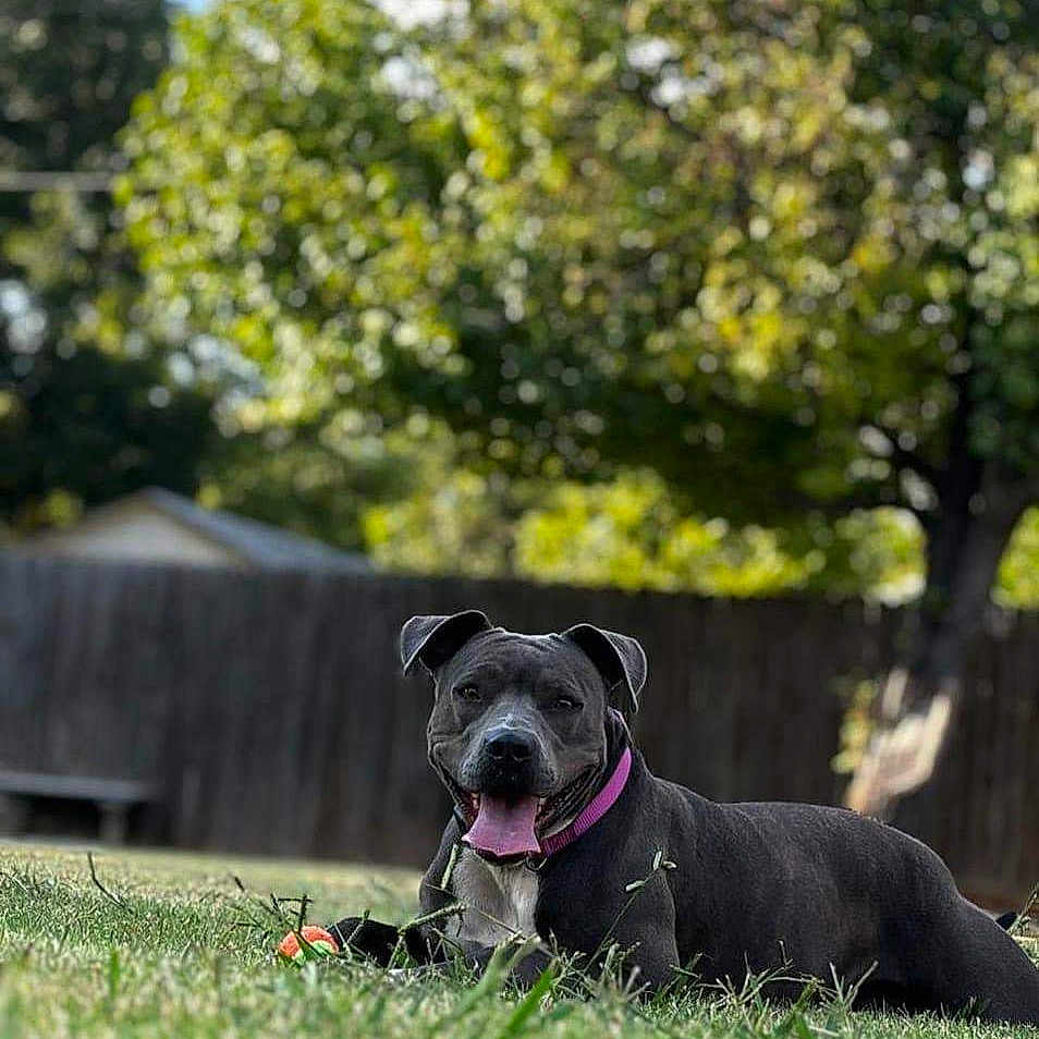 Baby Girl is registered to the contest to win money with this photo: animal, backyard, canine, collar, dog, domestic, fence, grass, happy, lying_down, mammal, nature, outdoor, panting, pet, playful, summer, sunlight, tongue_out, tree