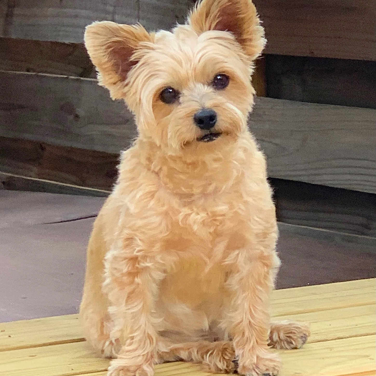 Bentley joined the competition — help win amazing prizes! animal, brown, canine, companion, curious, cute, dog, domestic, ears, fluffy, fur, fur_texture, head_tilt, outdoor, pet, portrait, sitting, small_dog, wood, wooden_surface