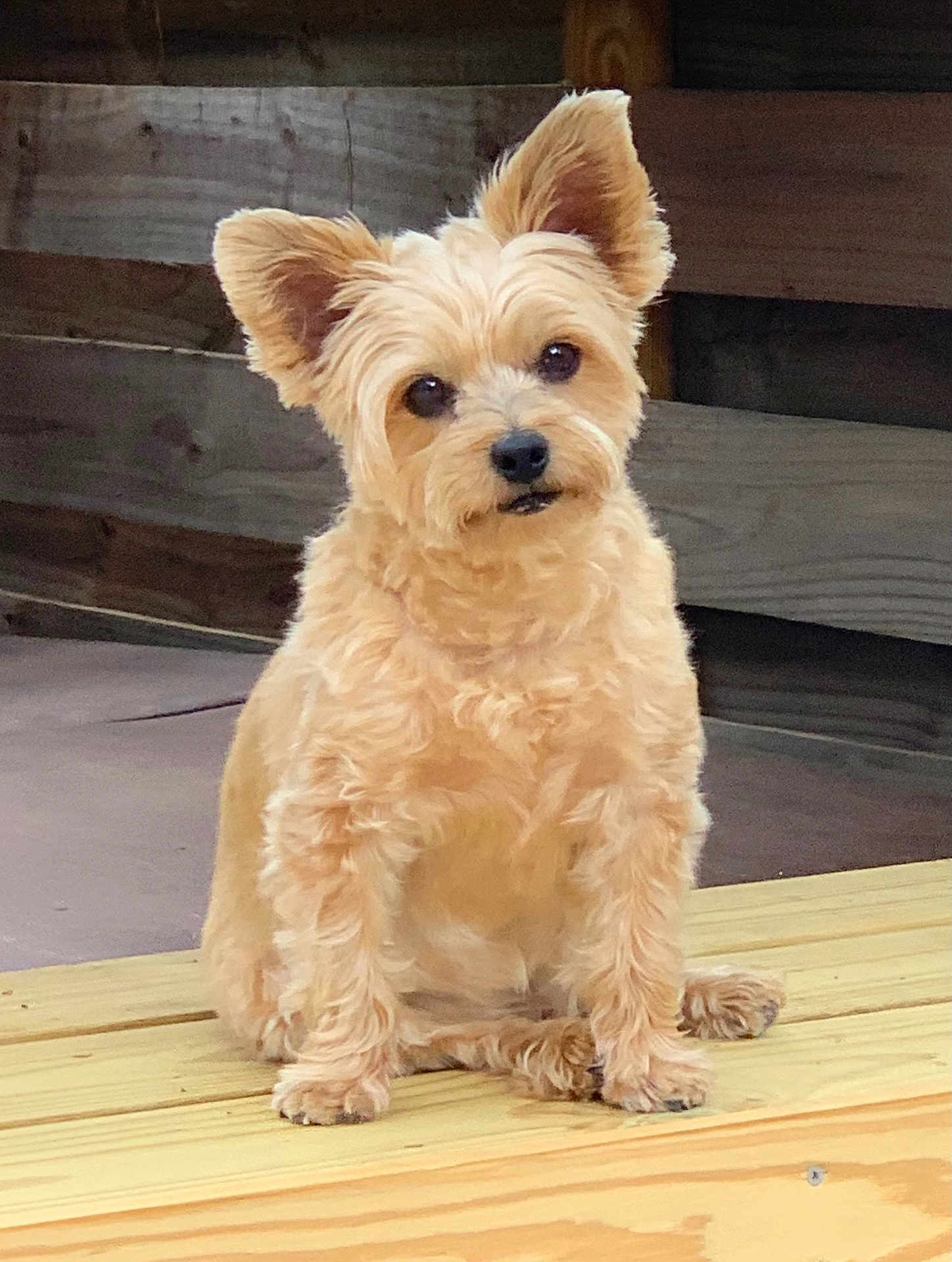 Bentley joined the competition — help win amazing prizes! dog, pet, animal, fur, ears, wood, wooden_surface, curious, sitting, brown, fluffy, cute, domestic, outdoor, companion, portrait, canine, small_dog, fur_texture, head_tilt