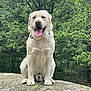 Usko participe au concours pour gagner de l'argent avec cette photo : dog, labrador, sitting, rock, outdoor, nature, greenery, trees, happy, tongue_out, canine, pet, animal, moss, fur, summer, daylight, portrait, friendly, companion