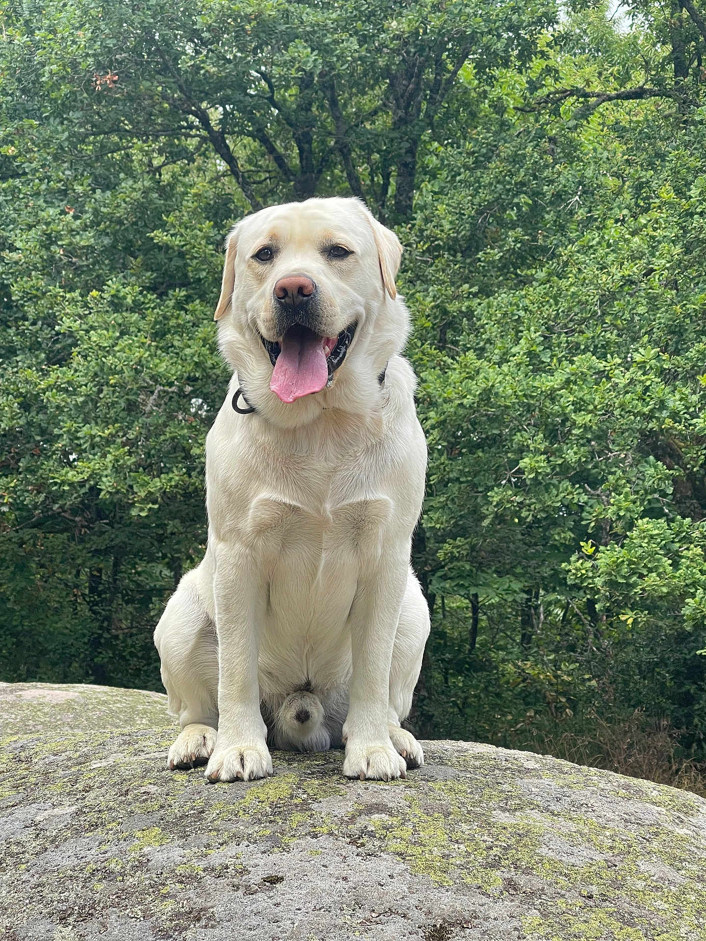 Usko participe au concours pour gagner de l'argent avec cette photo : dog, labrador, sitting, rock, outdoor, nature, greenery, trees, happy, tongue_out, canine, pet, animal, moss, fur, summer, daylight, portrait, friendly, companion
