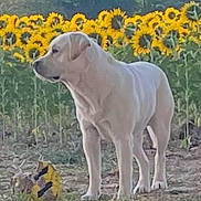 Usko participe au concours pour gagner de l'argent avec cette photo : alert, animal, background, canine, daylight, dog, field, flora, grass, nature, outdoor, pet, plants, rural, scenery, standing, summer, sunflowers, trees, white_dog