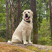 Usko a rejoint le concours — aidez-le/la à gagner de superbes lots ! dog, labrador_retriever, canine, pet, animal, outdoor, forest, trees, moss, rock, nature, happy, tongue_out, collar, sitting, wildlife, greenery, woodland, daylight, mammal