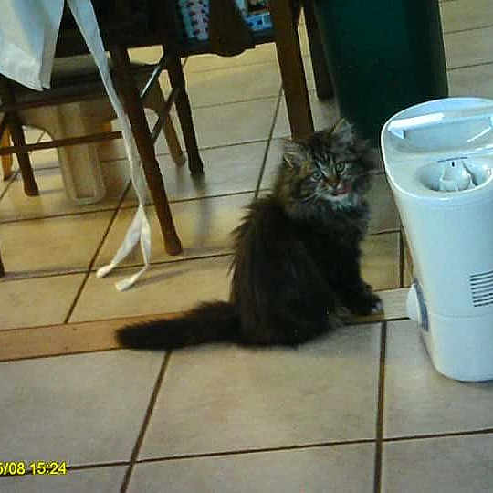 Annabell joined the competition — help win amazing prizes! cat, cat_like_mammal, mammal, small_to_medium_sized_cats, vertebrate