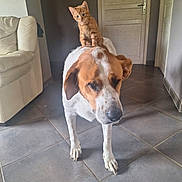 Bob participe au concours pour gagner de l'argent avec cette photo : animal, calm, cat, companion, curious, cute, dog, domestic, door, furniture, home, indoor, kitten, living_room, orange_cat, pet, playful, sofa, tile_floor, white_dog