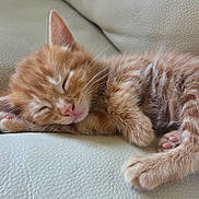Bob participe au concours pour gagner de l'argent avec cette photo : kitten, sleeping, ginger_cat, pet, fur, whiskers, paw, closeup, cute, animal, domestic_cat, resting, cozy, soft_texture, leather_surface, tiny_paws, peaceful, relaxation, indoor, nap