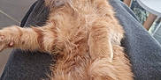 Bob participe au concours pour gagner de l'argent avec cette photo : animal, cat, comfort, cozy, domestic, feline, floor, fur, home, indoor, kitten, lap, orange_tabby, paws, pet, relaxed, resting, sleeping, table, whiskers
