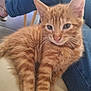 Bob a rejoint le concours — aidez-le/la à gagner de superbes lots ! animal, cat, couch, cute, domestic_cat, ears, eyes, feline, fur, human_leg, indoor, jeans, kitten, legs, orange_tabby, pet, relaxed, resting, whiskers, young