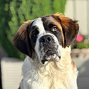 Honey joined the competition — help win amazing prizes! dog, saint_bernard, pet, animal, outdoor, portrait, fur, ears, nose, whiskers, brown, white, black, cute, closeup, face, expression, nature, sunlight, background