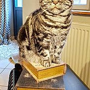Hector participe au concours pour gagner de l'argent avec cette photo : cat, tabby_cat, pet, animal, portrait, sitting, books, stacked_books, indoors, home, window, curtains, radiator, table, furniture, striped_fur, whiskers, ears, yellow_eyes, cozy