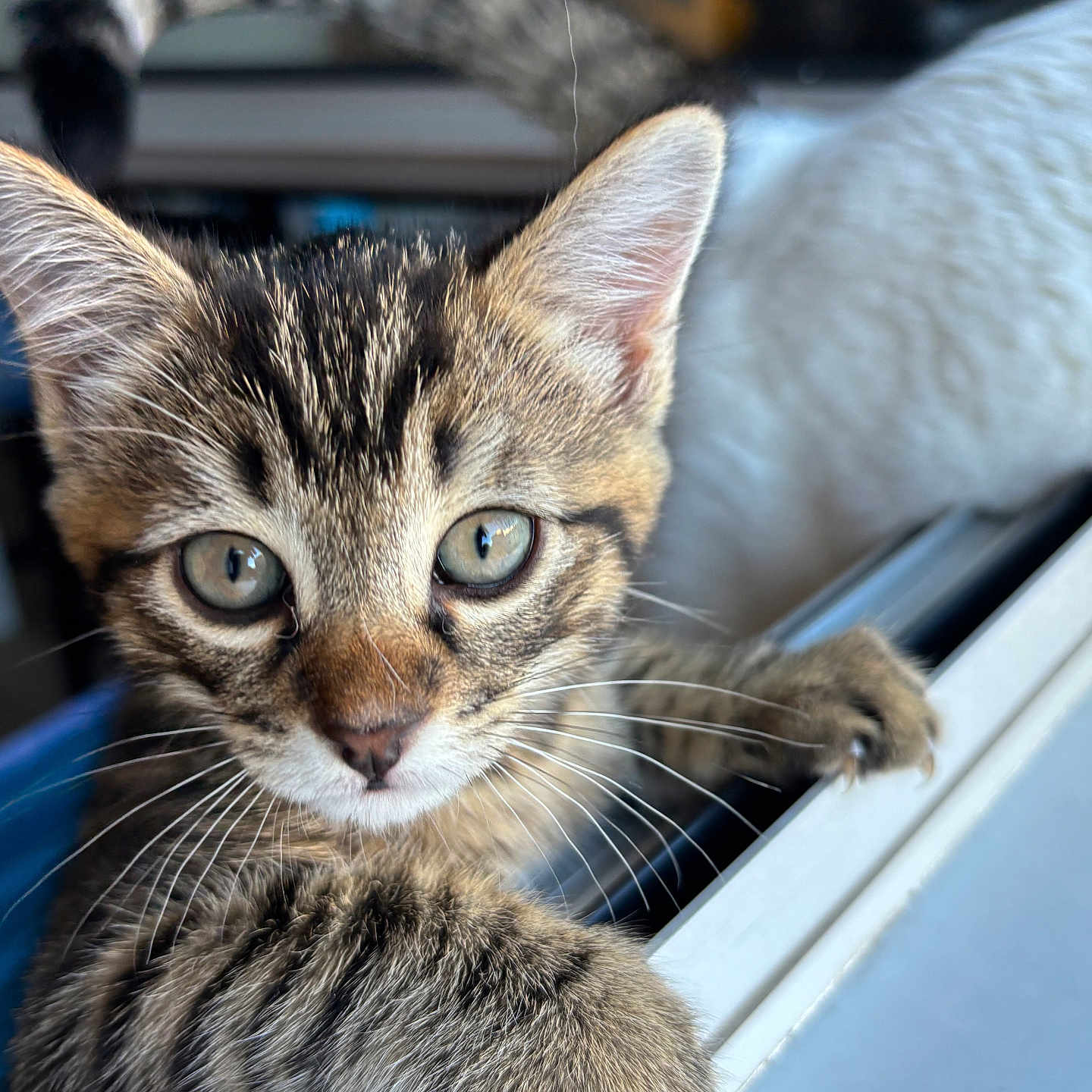 Tigri a rejoint le concours — aidez-le/la à gagner de superbes lots ! animal, background, cat, climbing, closeup, curious, cute, eyes, face, fur, indoor, kitten, paw, pet, playful, tabby, whiskers, white_cat, window, young