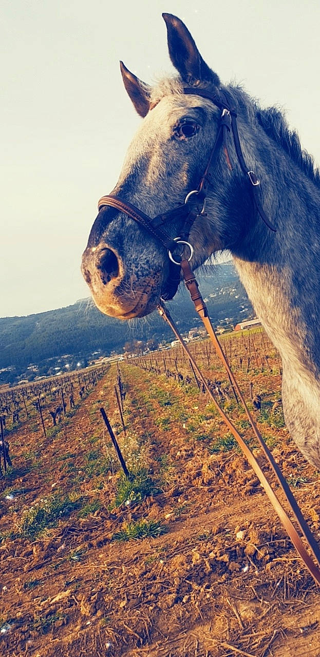 Urano participe au concours pour gagner de l'argent avec cette photo : bridle, horse, landscape, livestock, mane, mare, mountain, mustang_horse, photography, sky, snout, stallion, stock_photography, wildlife