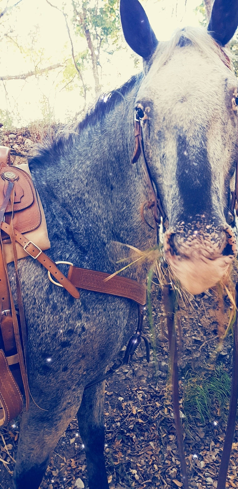 Urano participe au concours pour gagner de l'argent avec cette photo : art, bovine, dairy_cow, horse, livestock, sky, working_animal