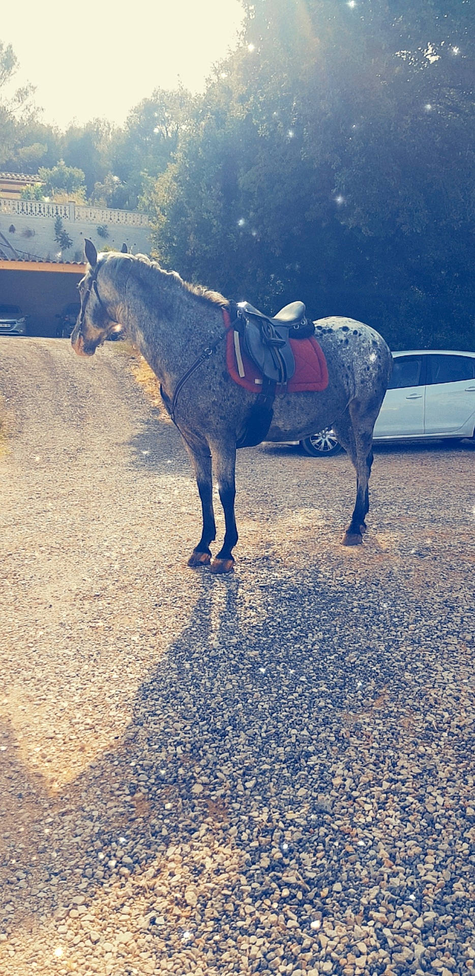 Urano a rejoint le concours — aidez-le/la à gagner de superbes lots ! cloud, horse, landscape, livestock, mane, mare, mountain, pack_animal, pony, sky, stallion, sunlight, working_animal
