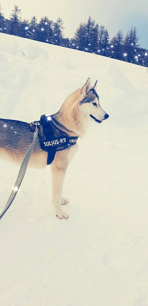 Milka a rejoint le concours — aidez-le/la à gagner de superbes lots ! alaskan_malamute, canidae, canis, carnivore, czechoslovakian_wolfdog, dog, dog_breed, greenland_dog, mammal, native_american_indian_dog, northern_inuit_dog, rare_breed_dog, sakhalin_husky, seppala_siberian_sleddog, siberian_husky, sled_dog, snow, tamaskan_dog, wolfdog, working_dog