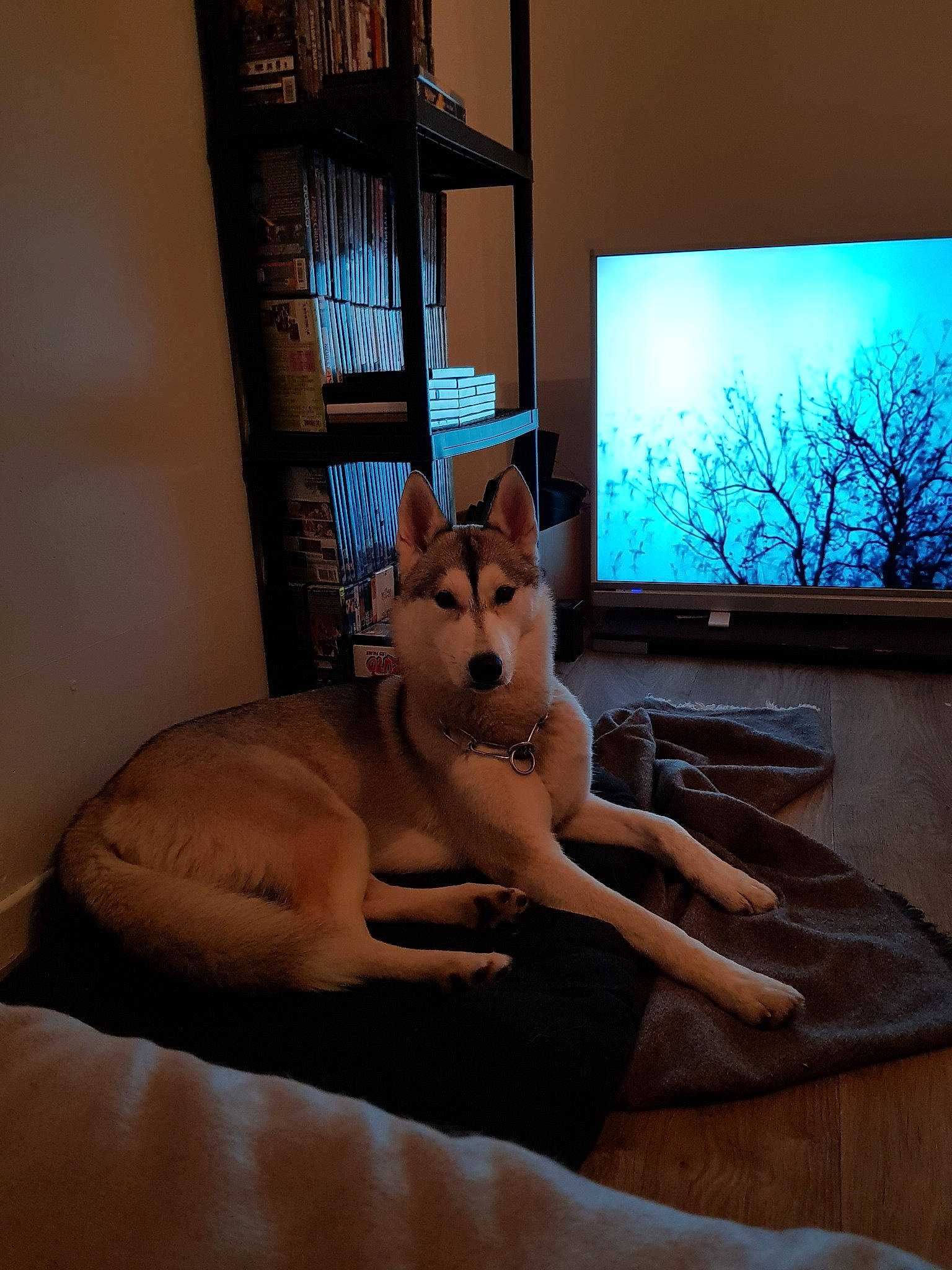 Milka a rejoint le concours — aidez-le/la à gagner de superbes lots ! canidae, carnivore, dog, furniture, interior_design, room, siberian_husky, window, wolfdog