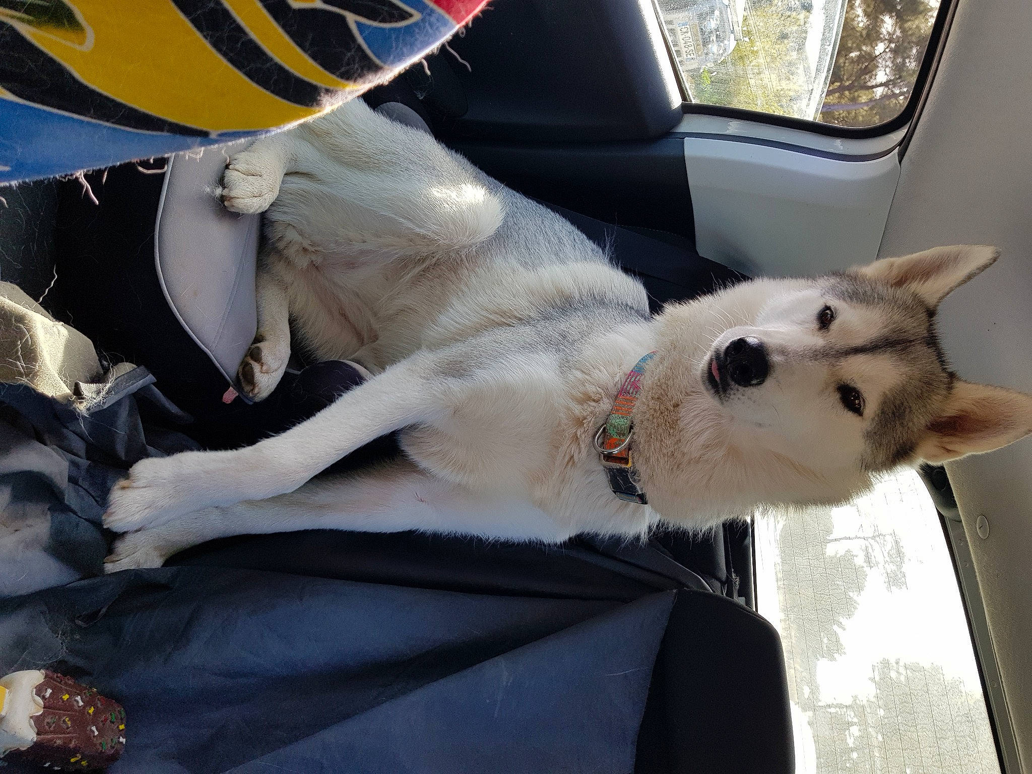 Milka participe au concours pour gagner de l'argent avec cette photo : auto_part, automotive_window_part, car, carnivore, collar, companion_dog, dog, dog_breed, dog_collar, fawn, felidae, human_leg, small_to_medium_sized_cats, snout, tail, vehicle, vehicle_door, whiskers, window, windshield