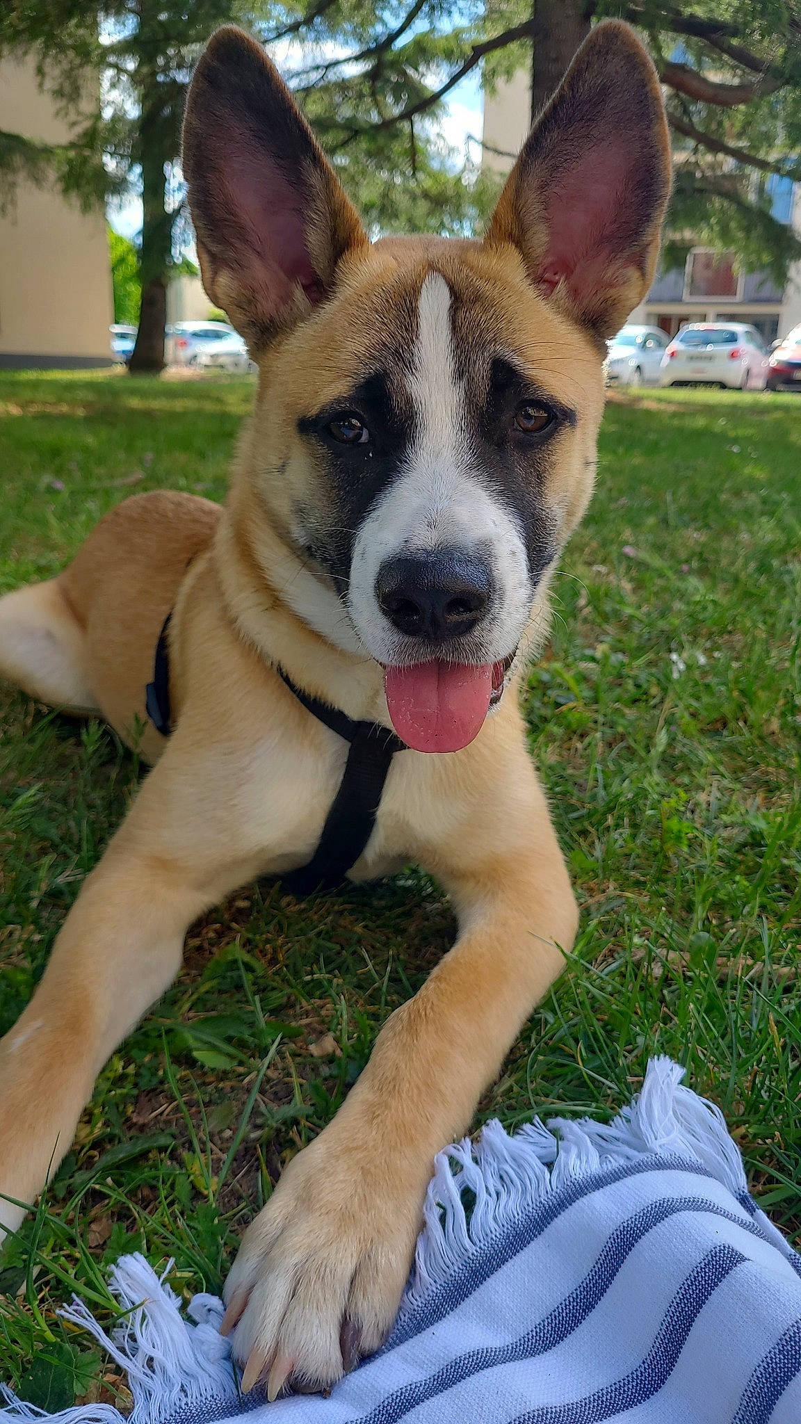 Damon participe au concours pour gagner de l'argent avec cette photo : ancient_dog_breeds, canidae, carnivore, collar, companion_dog, dog, dog_breed, dog_collar, dog_supply, fawn, grass, non_sporting_group, plant, sky, sporting_group, tail, tree, whiskers, working_animal