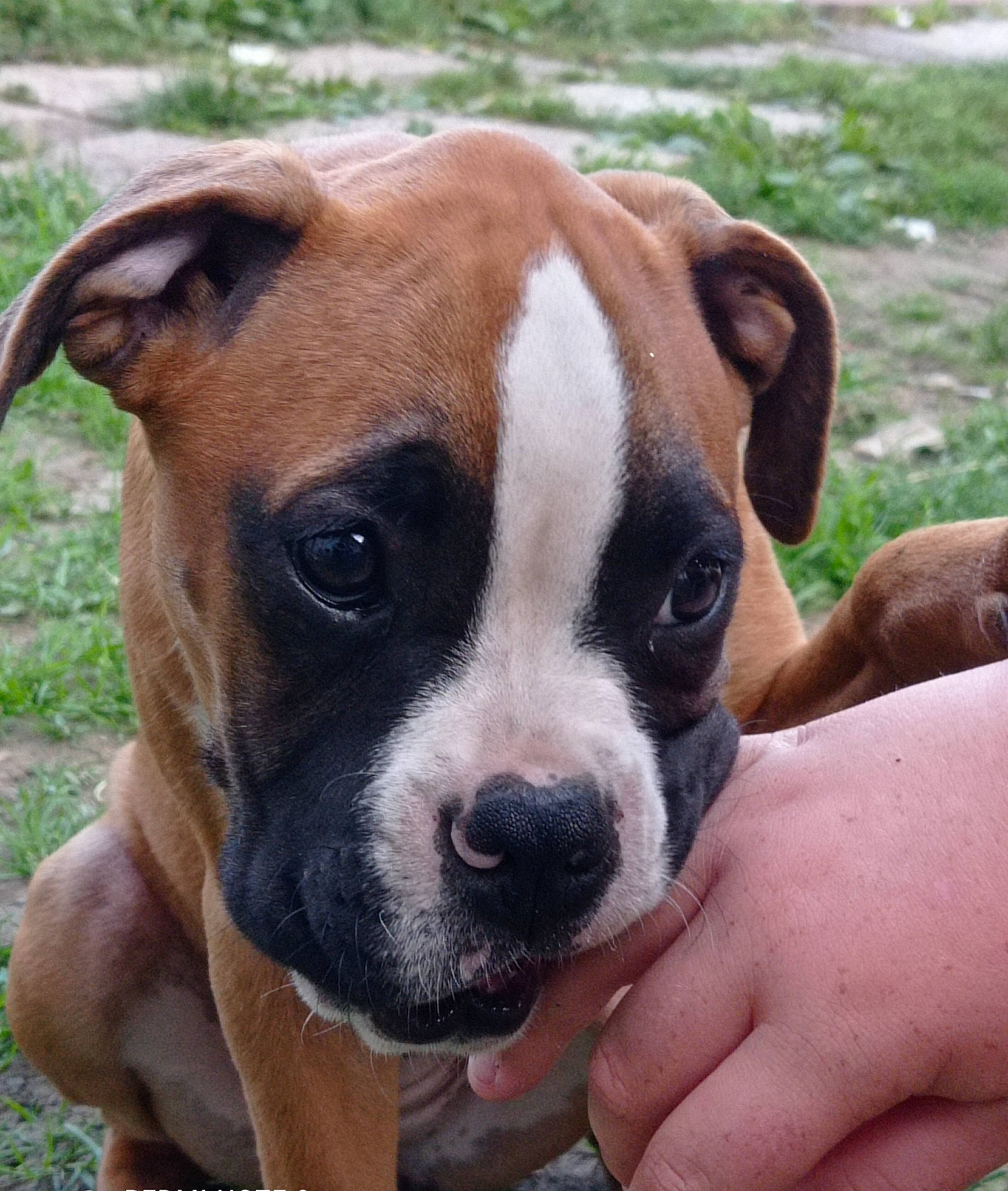 Channel a rejoint le concours — aidez-le/la à gagner de superbes lots ! ancient_dog_breeds, boxer, canidae, carnivore, collar, companion_dog, dog, dog_breed, dog_collar, fawn, fur, grass, molosser, snout, sporting_group, terrestrial_animal, whiskers, working_animal, working_dog, wrinkle