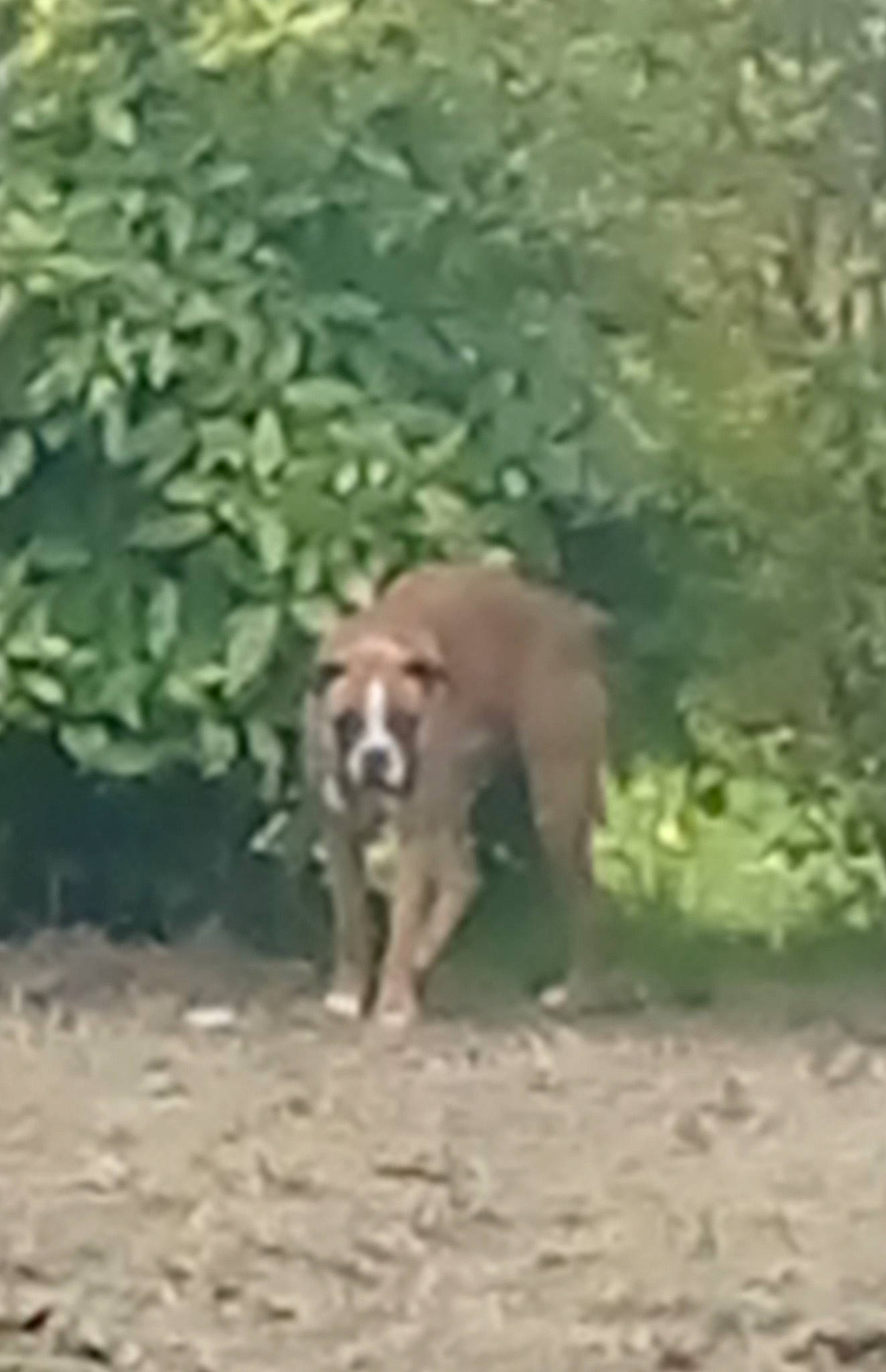 Channel participe au concours pour gagner de l'argent avec cette photo : carnivore, companion_dog, dog, dog_breed, fawn, grass, groundcover, plant, soil, sporting_group, tail, terrestrial_animal, wildlife, working_animal