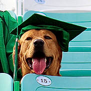 Tjj joined the competition — help win amazing prizes! dog, graduation_cap, stadium_seat, tongue_out, happy, brown_dog, close_up, pet, celebration, animal, green, outdoor, smiling, seat_number, portrait, canine, funny, event, hat, graduation