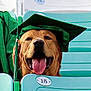 dog, graduation_cap, stadium_seat, tongue_out, happy, brown_dog, close_up, pet, celebration, animal, green, outdoor, smiling, seat_number, portrait, canine, funny, event, hat, graduation