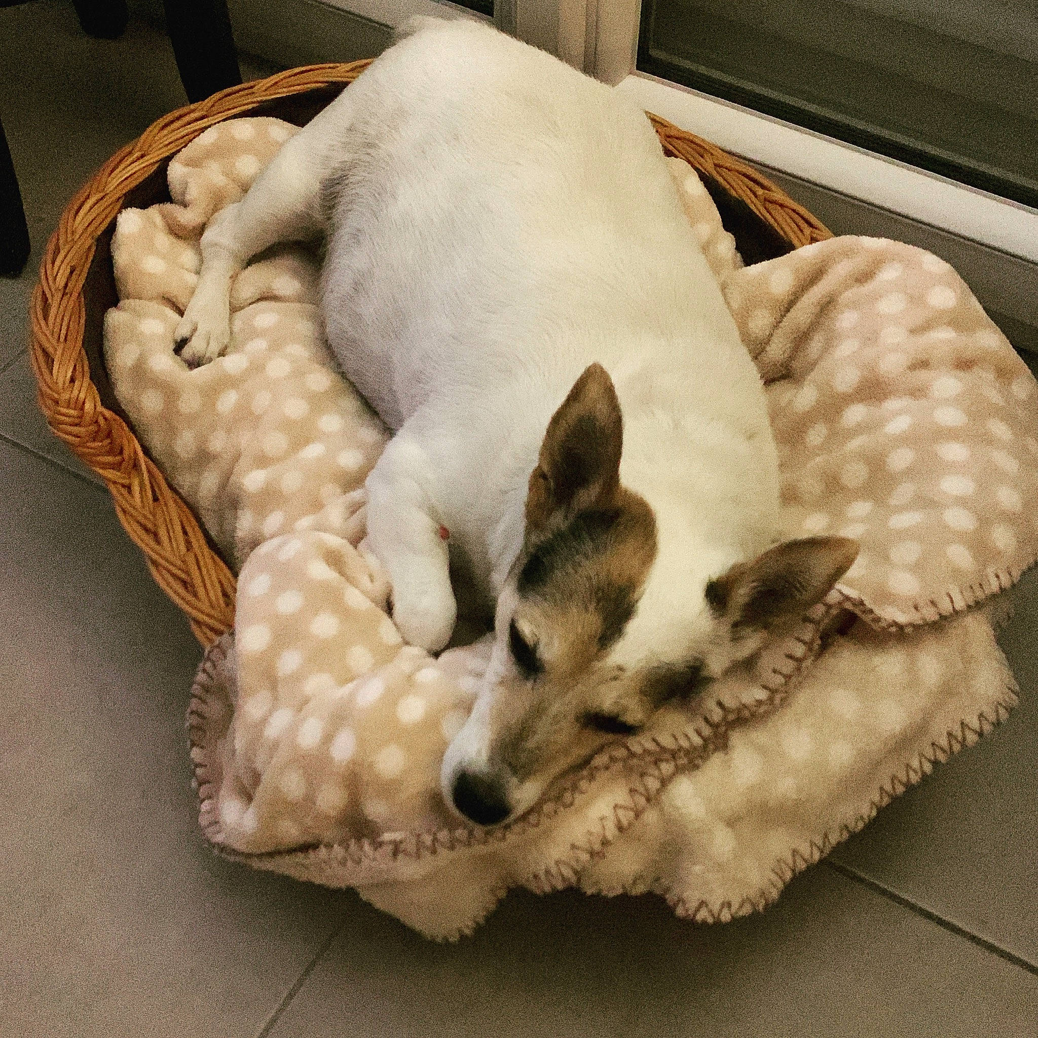 Epice participe au concours pour gagner de l'argent avec cette photo : carnivore, comfort, companion_dog, couch, dog, dog_bed, dog_breed, dog_supply, fawn, felidae, linens, paw, pet_supply, small_to_medium_sized_cats, snout, sporting_group, tail, terrestrial_animal, whiskers, working_animal