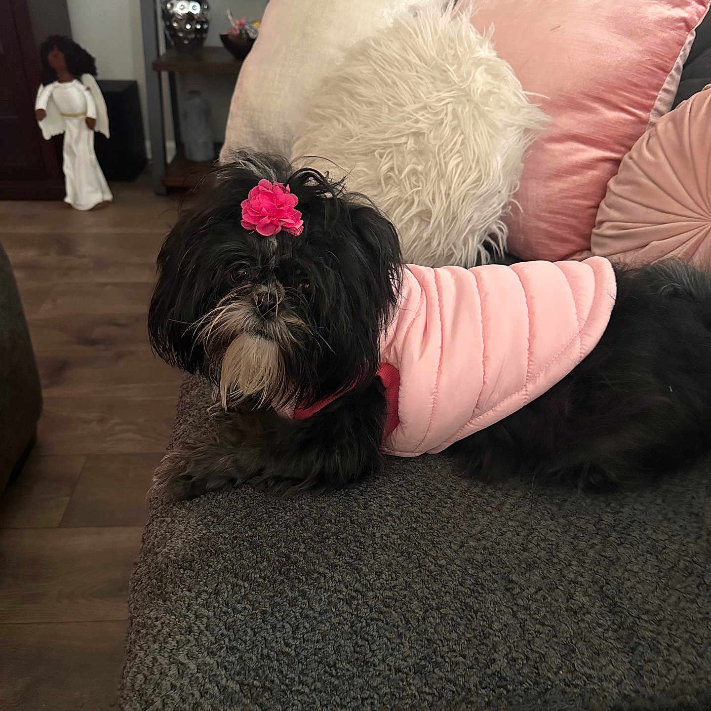 Chloe joined the competition — help win amazing prizes! animal, architecture, building, canine, child, couch, cushion, dog, face, female, furniture, girl, head, homedecor, indoors, livingroom, person, pet, puppy, room