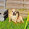 animal, bench, canine, daylight, dog, fence, grass, greenery, lawn, nature, outdoor, pet, relaxing, resting, shadow, summer, sunlight, sunny, wooden_fence, yard