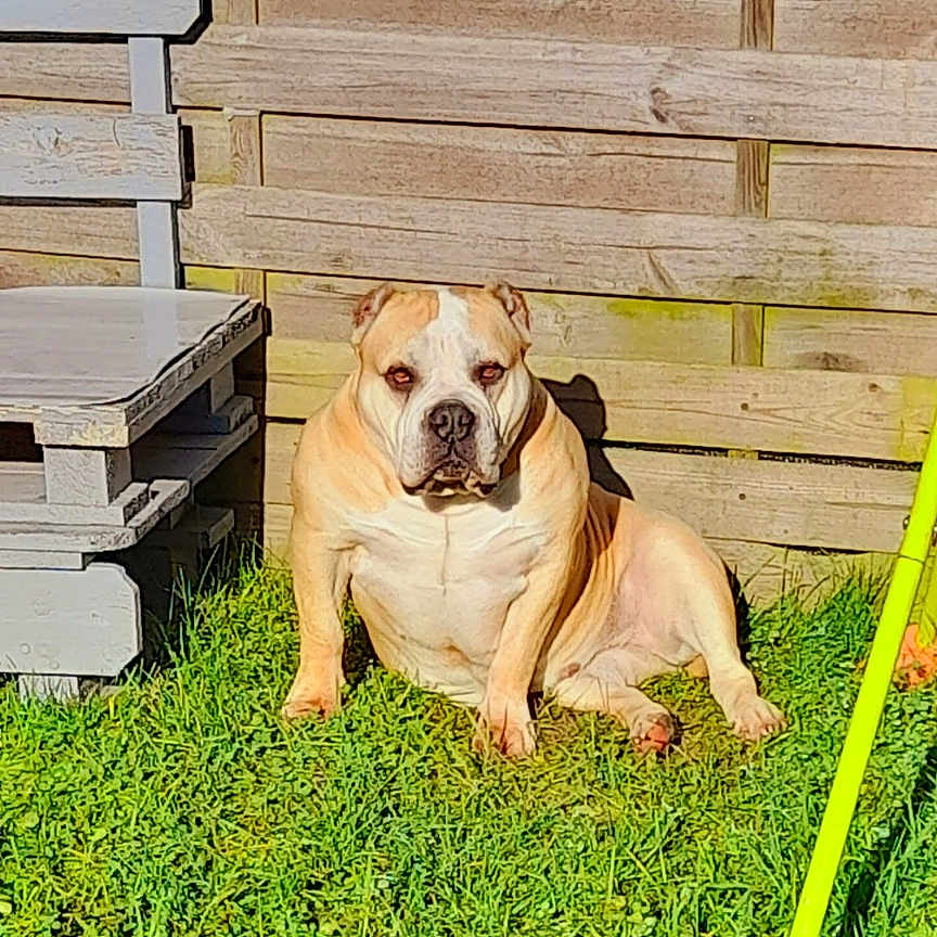 Millionne a rejoint le concours — aidez-le/la à gagner de superbes lots ! animal, bench, canine, daylight, dog, fence, grass, greenery, lawn, nature, outdoor, pet, relaxing, resting, shadow, summer, sunlight, sunny, wooden_fence, yard