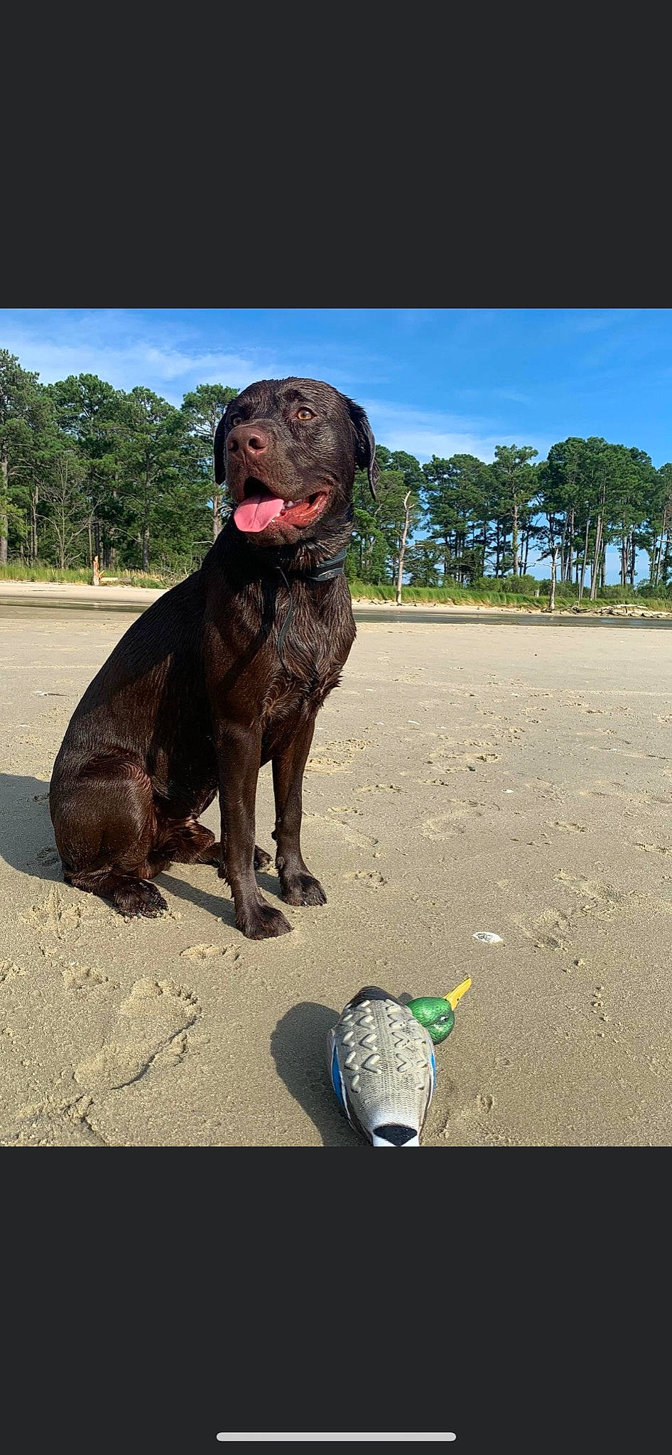 Hank is registered to the contest to win money with this photo: borador, canidae, carnivore, collar, companion_dog, dog, dog_breed, dog_collar, gun_dog, hunting_dog, liver, plant, sky, snout, sporting_group, terrestrial_animal, tree, working_animal