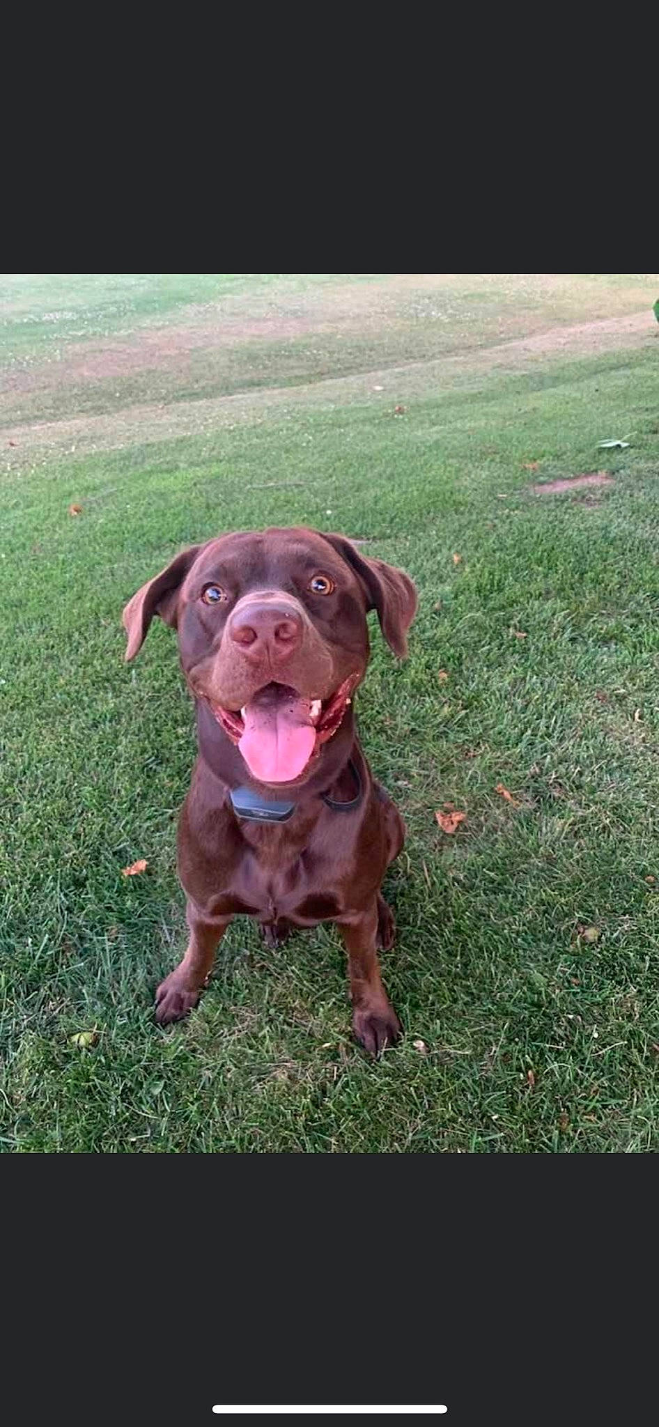 Hank is registered to the contest to win money with this photo: canidae, carnivore, companion_dog, dog, dog_breed, dog_collar, fawn, grass, guard_dog, gun_dog, labrador_retriever, liver, non_sporting_group, pointing_breed, puppy, retriever, snout, sporting_group, whiskers, working_animal