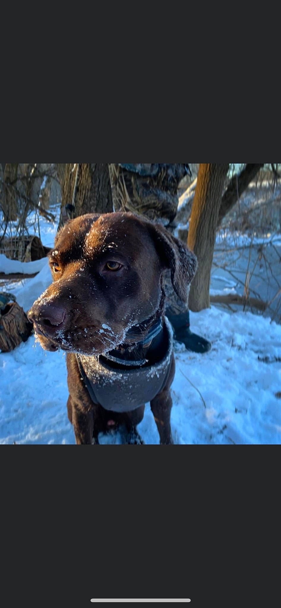 Hank joined the competition — help win amazing prizes! canidae, carnivore, collar, companion_dog, dog, dog_breed, dog_collar, electric_blue, fawn, freezing, fur, guard_dog, pet_supply, plant, snout, snow, sporting_group, whiskers, winter, working_animal