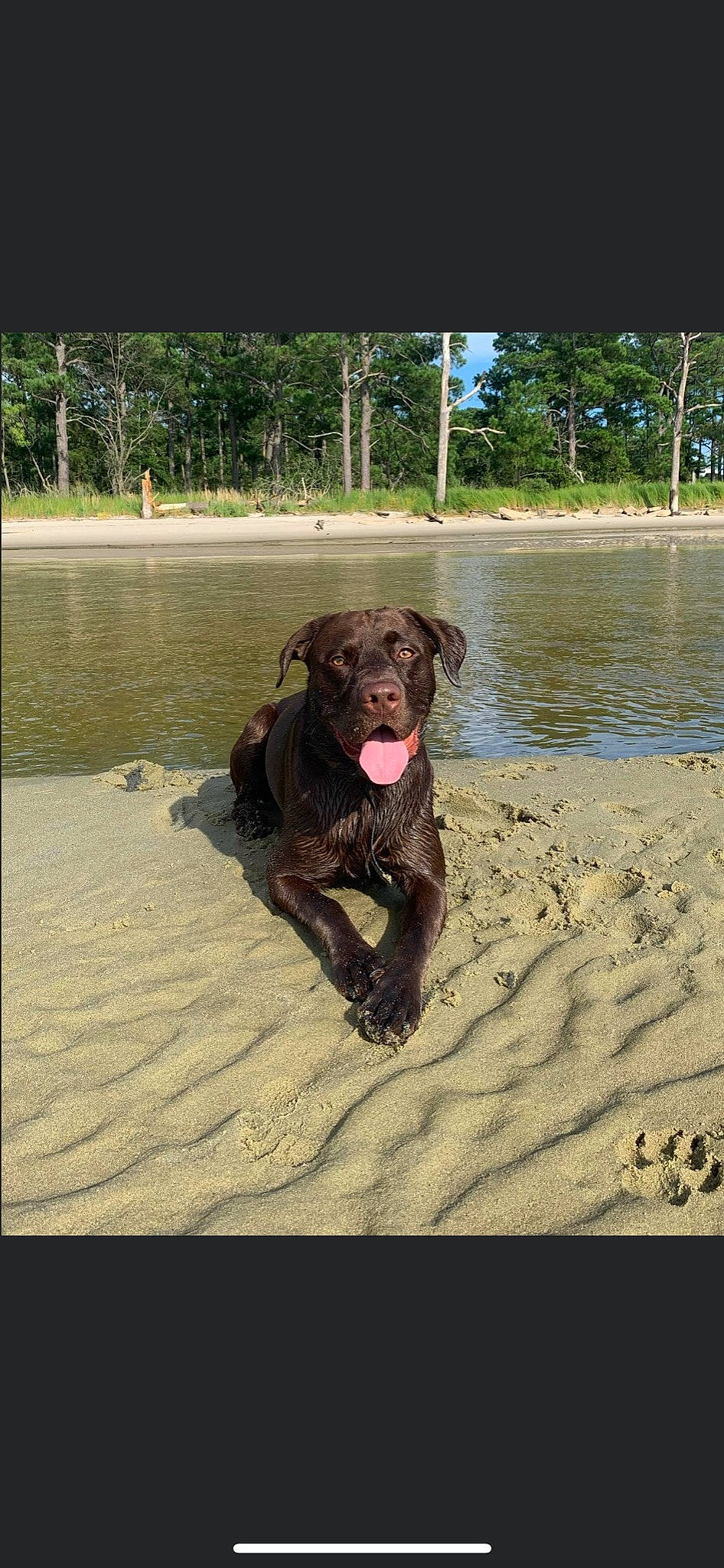 Hank is registered to the contest to win money with this photo: canidae, carnivore, collar, companion_dog, dog, dog_breed, dog_collar, fawn, fun, gun_dog, lake, liver, plant, pointing_breed, retriever, sporting_group, tail, tree, water, working_animal