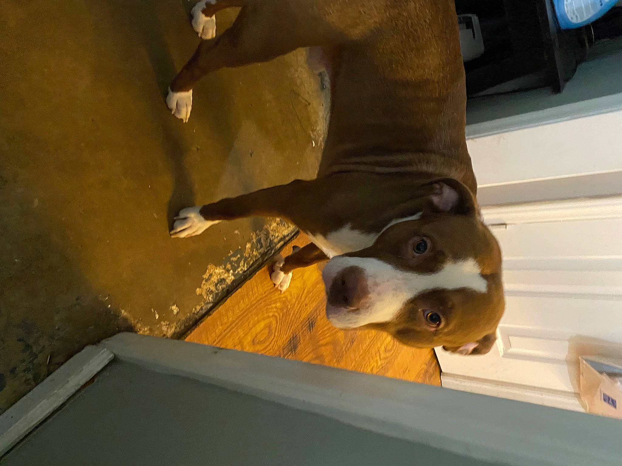 Chester is registered to the contest to win money with this photo: canidae, carnivore, companion_dog, dog, dog_breed, fawn, flooring, fur, hardwood, human_leg, metal, pet_supply, snout, sporting_group, terrestrial_animal, wood, working_animal