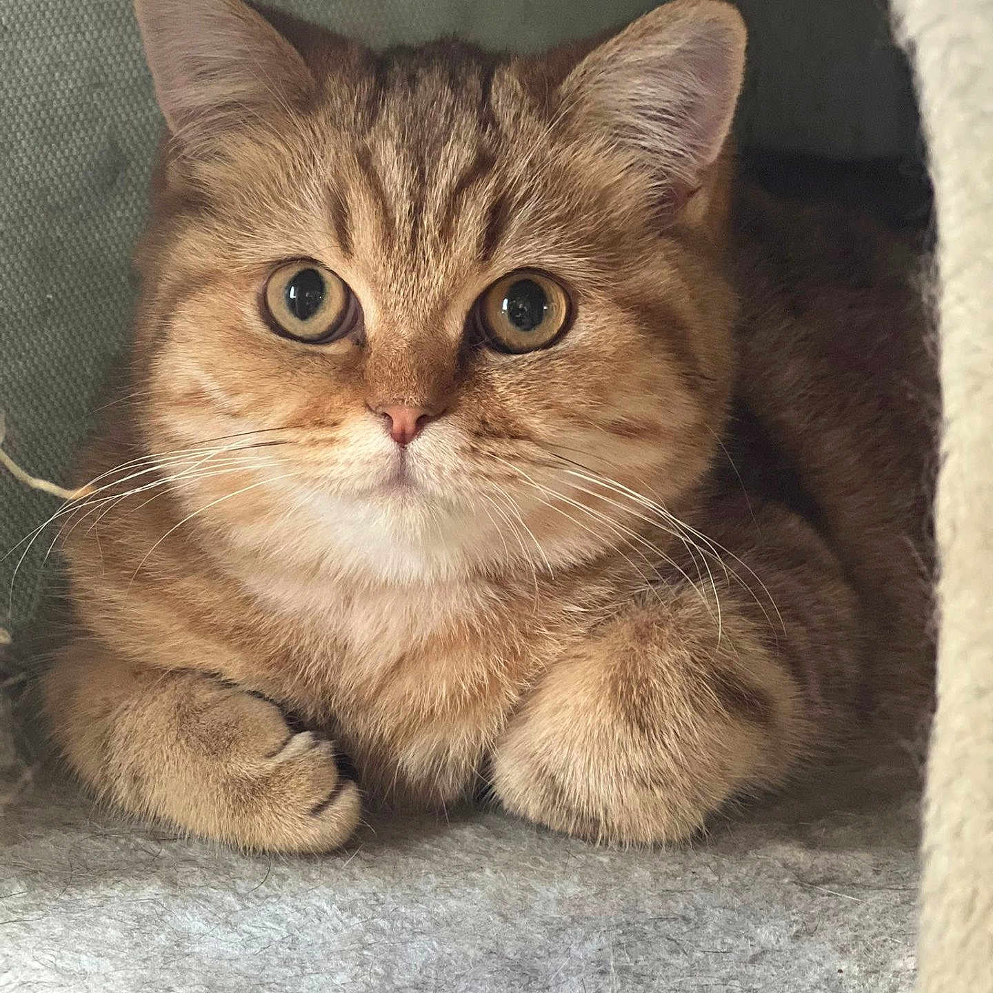 Alexandre participe au concours pour gagner de l'argent avec cette photo : animal, cat, cave, closeup, cozy, curious, cute, ears, feline, fluffy, fur, indoor, looking, paws, pet, portrait, resting, soft, tabby, whiskers