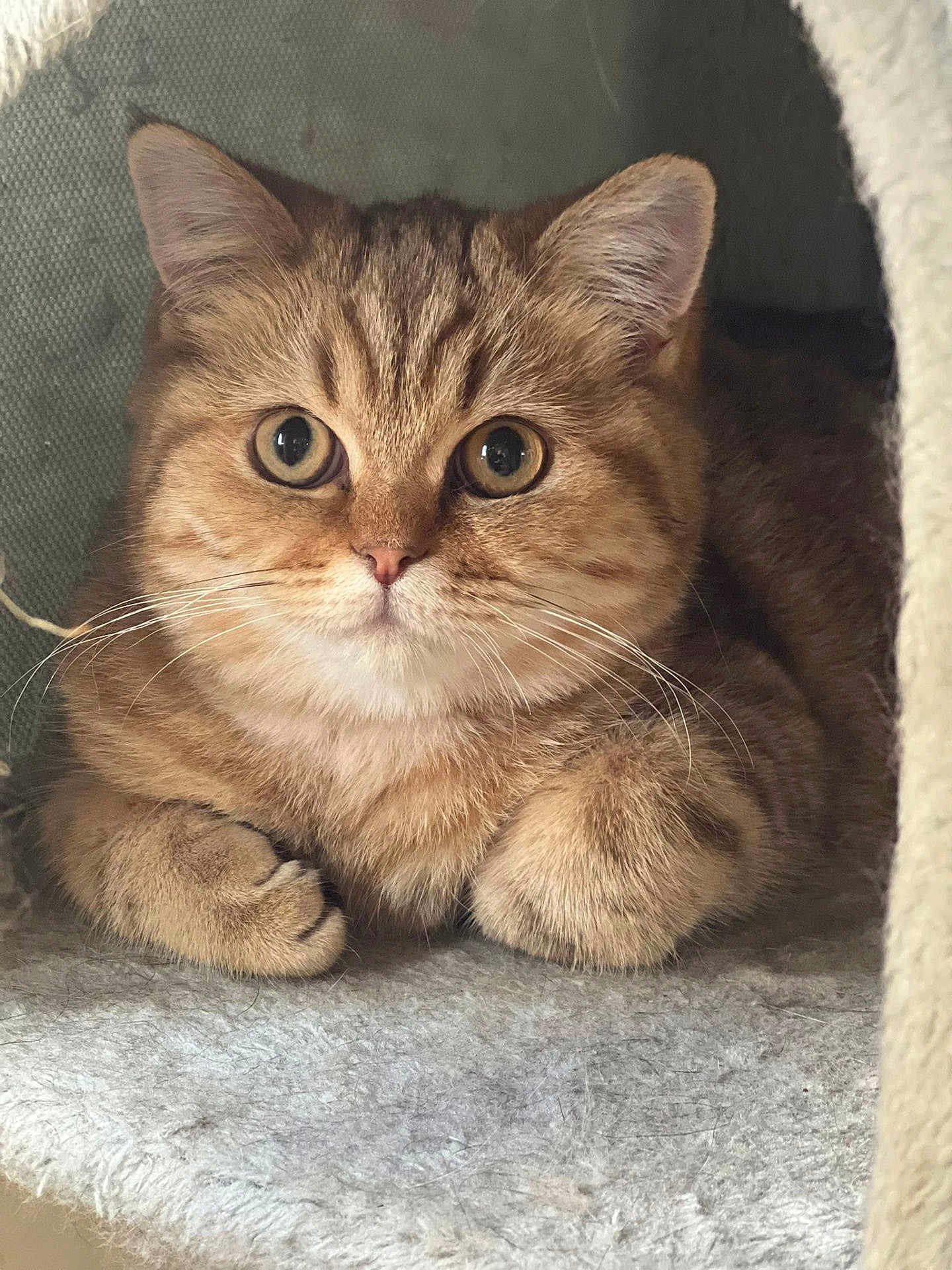 Alexandre participe au concours pour gagner de l'argent avec cette photo : cat, tabby, pet, feline, cute, fluffy, animal, indoor, cozy, resting, whiskers, ears, paws, fur, looking, closeup, soft, cave, curious, portrait