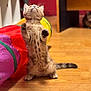 Alexandre a rejoint le concours — aidez-le/la à gagner de superbes lots ! kitten, cat, standing, play_tunnel, wooden_floor, indoor, furniture, curious, fluffy, spotted, pet, animal, young_cat, tail, paw, colorful, blurred_background, domestic, cute, playful