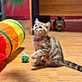 Alexandre participe au concours pour gagner de l'argent avec cette photo : kitten, cat, toy_ball, colorful_tunnel, wooden_floor, indoor, playful, curious, feline, pet, domestic_cat, young_cat, whiskers, ears, tail, background_cat, flooring, animal, cute, home