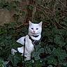 Alaska participe au concours pour gagner de l'argent avec cette photo : animal, blue_collar, cat, collar, feline, garden, greenery, harness, ivy, leash, leaves, looking_at_camera, nature, outdoor, pet, portrait, sitting, vegetation, wall, white_cat