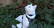 Alaska participe au concours pour gagner de l'argent avec cette photo : animal, blue_collar, cat, collar, feline, fur, garden, greenery, harness, ivy, leash, leaves, looking_up, nature, outdoor, pet, portrait, sitting, wall, white_cat