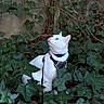 animal, blue_collar, cat, collar, feline, fur, garden, greenery, harness, ivy, leash, leaves, looking_up, nature, outdoor, pet, portrait, sitting, wall, white_cat