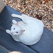 Alaska a rejoint le concours — aidez-le/la à gagner de superbes lots ! animal, blue_eyes, cat, cats, curious, cute, feline, funny, ginger_cat, ledge, looking_at_camera, lying_down, metal_fence, outdoor, pebbles, pet, pink_nose, portrait, whiskers, white_cat